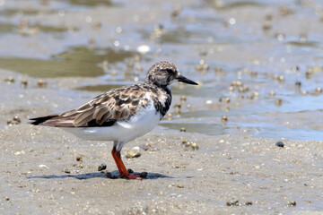 Ruddy Turnstone (Arenaria interpres) isolated, standing at the edge of the beach in Salinas das Margaridas, Bahia, Brazil.