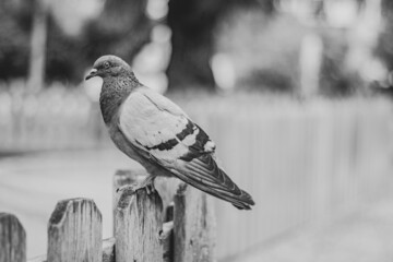 Pájaro paloma en la ciudad blanco y negro 