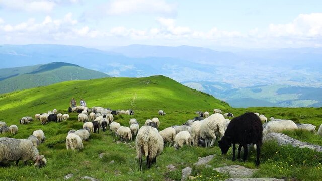 Breathtaking panorama of morning wild nature high in mountains. White sheeps grazing eating green grass in green meadow on nature
