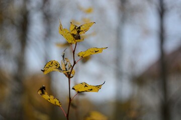Autumn walks in the fields, the beauty of autumn nature.