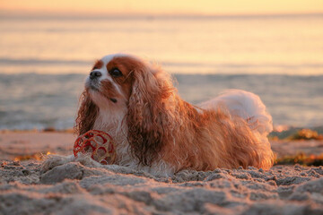 beautiful brown and white cavalier king charles spaniel is lying with his ball in the sand at the...