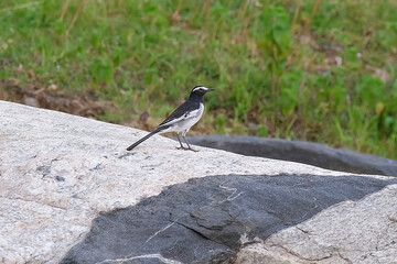 White-browed wagtail