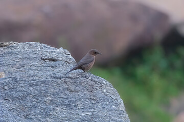 Brown rockchat