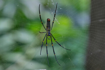 Giant wood spider