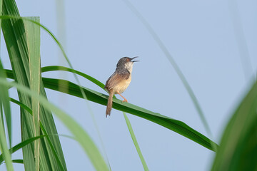 Ashy Prinia