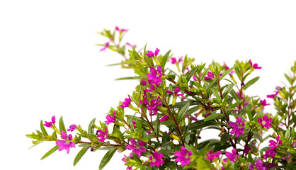 Naklejka premium Purple flowers of Cuphea hyssopifolia, the false heather, isolated on white background 