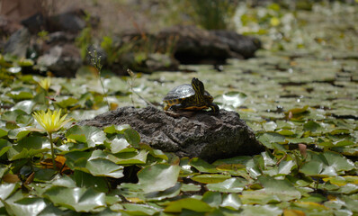 Yellow-bellied slider turtle, Trachemys scripta scripta, in a lily pond Trachemys scripta scripta
