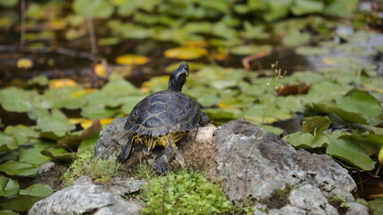 Yellow-bellied slider turtle, Trachemys scripta scripta, in a lily pond Trachemys scripta scripta
