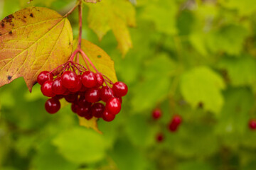 zdrowe owoce, kalina koralowa, jesienne zbiory. Medicinal botany