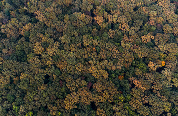 Autumn colorful forest view from above