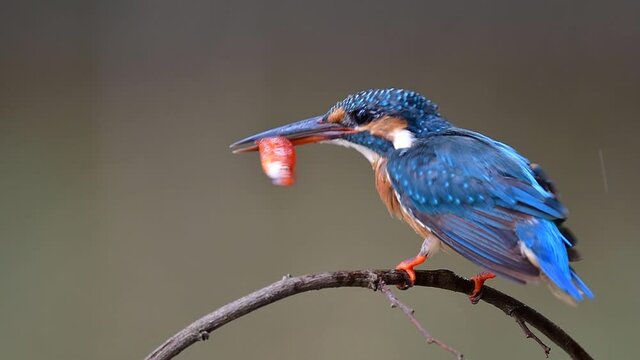 common kingfisher, lovely tiny blue bird catching fresh red fish in small stream during visiting to Thailand