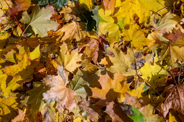 Autumn yellow leaves in the early morning on green grass.