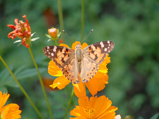 ヒメアカタテハ