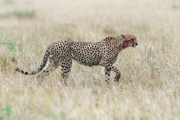 Cheetah - Acinonyx jubatus  large cat native to Africa and Iran, the fastest land animal, variety of habitats savannahs, arid mountain ranges and hilly desert terrain in Iran, standing and walking