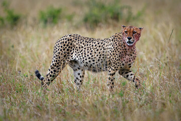 Cheetah - Acinonyx jubatus  large cat native to Africa and Iran, the fastest land animal, variety of habitats savannahs, arid mountain ranges and hilly desert terrain in Iran, standing and walking