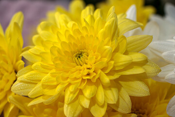 Fototapeta premium yellow flower