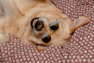 Funny dog ​​smiling while lying in glasses.
