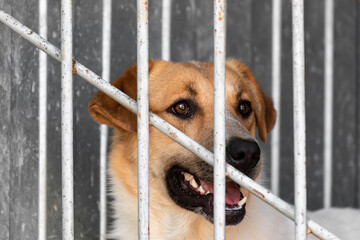 Portrait of a dog sitting in a cage or aviary in an animal shelter. A pet sitting behind a lattice...