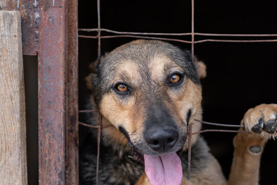 A dog in a homeless animal shelter peeks out through a rusty bent cage. Keeping animals in poor conditions close-up.