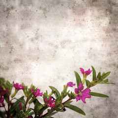 square stylish old textured paper background with flowering Cuphea hyssopifolia, the false heather
