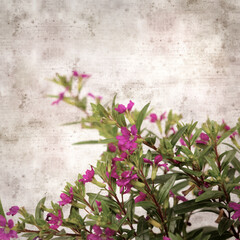 Fototapeta na wymiar square stylish old textured paper background with flowering Cuphea hyssopifolia, the false heather 