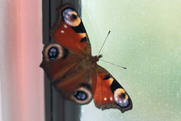 Beautiful butterfly on a hand close-up. Peacock butterfly.