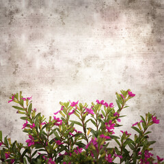 square stylish old textured paper background with flowering Cuphea hyssopifolia, the false heather
