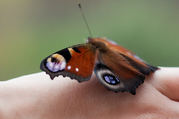 Beautiful butterfly on a hand close-up. Peacock butterfly.