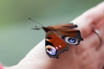 Beautiful butterfly on a hand close-up.