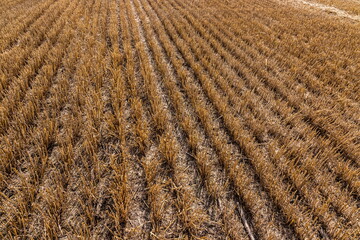 Stubble in the field after harvest. Cut stalks of cereals in the field. Slender rows of grain crops