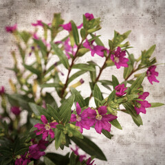 square stylish old textured paper background with flowering Cuphea hyssopifolia, the false heather
