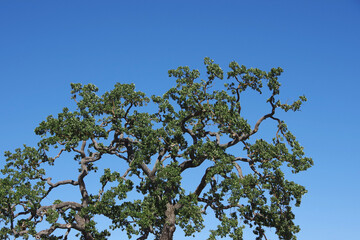 Top part of a California oak tree under a blue summer sky