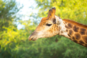Giraffe in the park eats branches giraffe's head peeps out