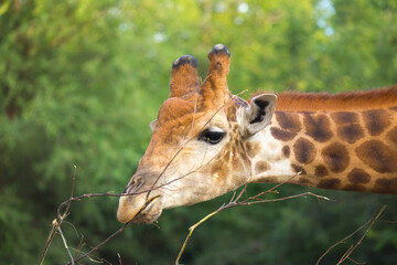 Giraffe in the park eats branches giraffe's head peeps out
