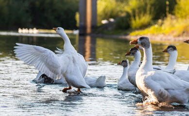 Farm life. A flock of white and gray geese swims in a blue pond