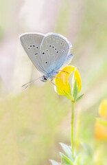 a small gray butterfly with bluish tones, perched on a tiny yellow flower, background blurred in warm tones, vertical
