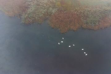 Few swans overlooking the lake from above