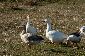 Obraz premium Group of white fronted geese resting and feeding in coastal golf course grassland