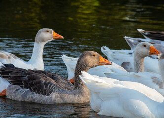 Domestic geese swim in the water. A flock of white beautiful geese in the river