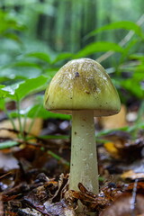 Poisonous mushroom pale toadstool in the grass, close-up shot on a clear sunny day. Can be used as a background or wallpaper