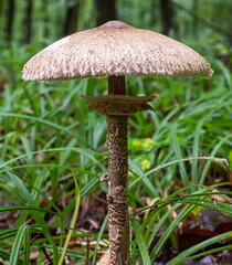 Macrolepiota procera, edible mushroom in the forest. Macrolepiota procera, also named, the parasol mushroom. Very tasty and healthy. Edible mushroom.