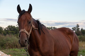 Fototapeta premium Portrait of nice brown horse on blue background Horse Head