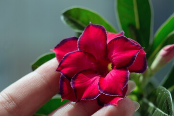 Adenium. Blooming succulent plant. Close-up flower and girl's hand. A beautiful blooming flower with delicate petals. Macro photo.