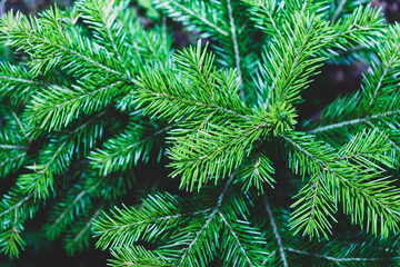 the top of a young pine taken from above in soft focus