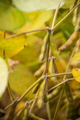 Ripe soybeans on the field ready to harvest