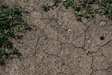 Cracked Earth and green grass. Dried Ground Texture