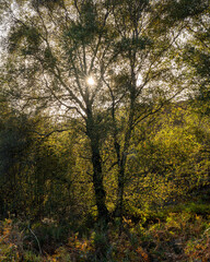 Autumn Tree with Sunlight