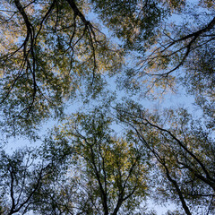 Fototapeta premium Woodland in Autumn