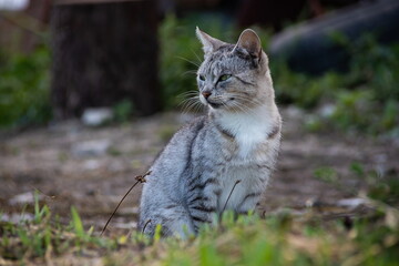 Little kitten. Baby Cat playing on open air. Funny Pet living on the farm outdoor. Cute pet jolly lifestyle summer