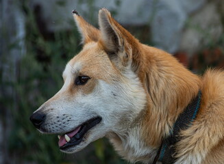 Red dog on the street. Mixed breed dog on a farm in the village